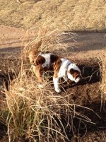 Nigel marking the new dog park.jpg Nigel marking the new dog park.jpg