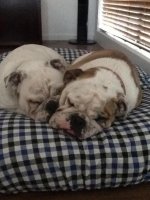 Bruno and Gidg on new bed.jpg Bruno and Gidg on new bed.jpg