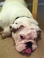 Winston.webp