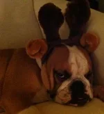 Xmas Stink Eye.webp