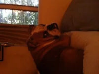 Morning Stink Eye.webp