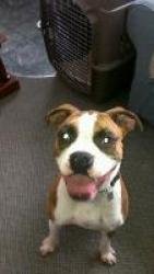 kolter hb american bulldog mix.jpg kolter hb american bulldog mix.jpg