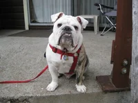 Walley-Bubba at 8 months visiting Kens Cabin 06-23-2013.webp
