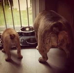 Bully butts1.webp