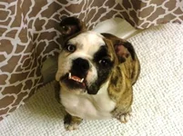 Underbite came in at about 5 mos.webp Underbite came in at about 5 mos.webp