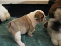 new puppy2.webp