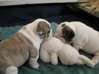 new puppy.webp