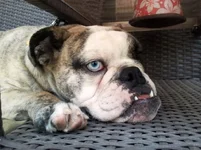 Kaida on the Patio 11 mos..webp