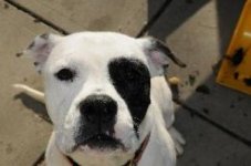 Roxy American Bulldog HB.jpg Roxy American Bulldog HB.jpg