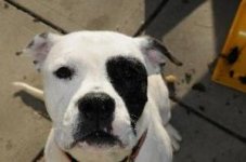 Roxy American Bulldog HB.jpg