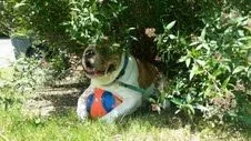 Boomer ChuckIT ball.webp