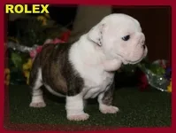 Image 2.webp