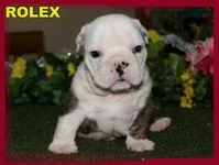 Image 3.webp