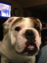 bongo t.webp