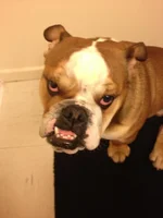 toofs.webp