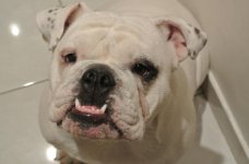 dozer.jpg dozer.jpg