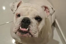 dozer.webp