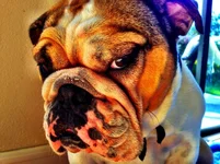 Chancho stink eye.webp