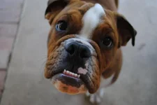 IKE_Face_1.webp