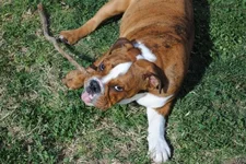 Ike_Stick.webp