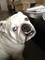 405821_593983843954322_606764092_n.webp