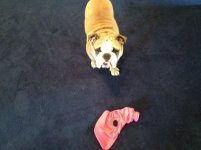 IMG_1595.jpg IMG_1595.jpg