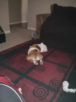 06 01 13 Tooshie.webp
