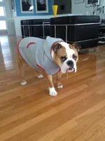 T Grey hoodie1.webp T Grey hoodie1.webp