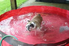 Bacon Pool.webp