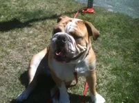 Otis at work 06-2013.webp