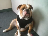 Otis - Puppia - 06-2013.webp