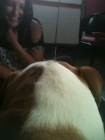 Otis - Acupuncture.webp