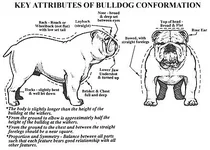 bulldog5.webp