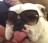 sunglasses.webp