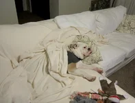 spoiled-pooch.webp