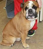 Buster-1.webp