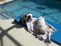 my pool ornaments 1.jpg my pool ornaments 1.jpg