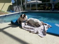my pool ornaments 2.jpg my pool ornaments 2.jpg