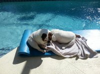 my pool ornaments 3.jpg my pool ornaments 3.jpg