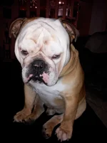 2013-03-21 12.10.01.webp