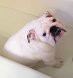 bath.webp