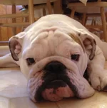 closeup.webp