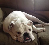 couch.webp