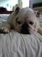 libbygirl.webp