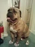 hooch IBR.webp