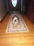 izzy ibr.webp