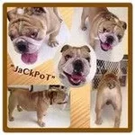 Jackpot ibr.webp