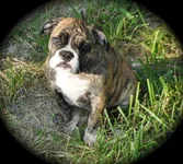 wet_bailey.webp