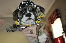 Bailey9wks.webp