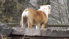 odie tush.webp